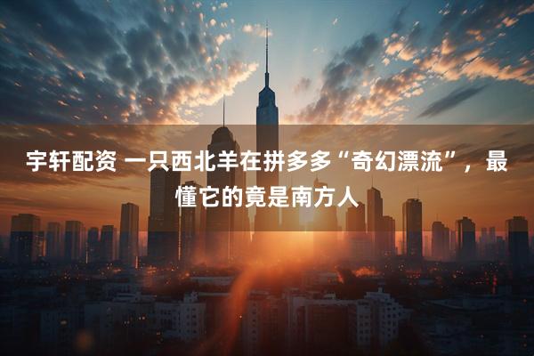 宇轩配资 一只西北羊在拼多多“奇幻漂流”,最懂它的竟是南方人